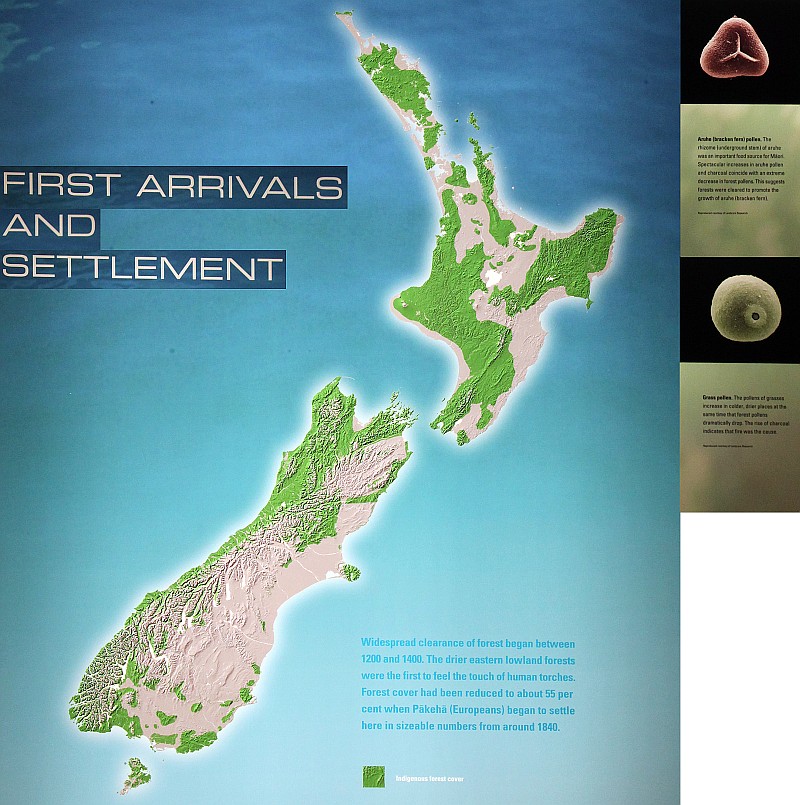 Wald in Neuseeland 2